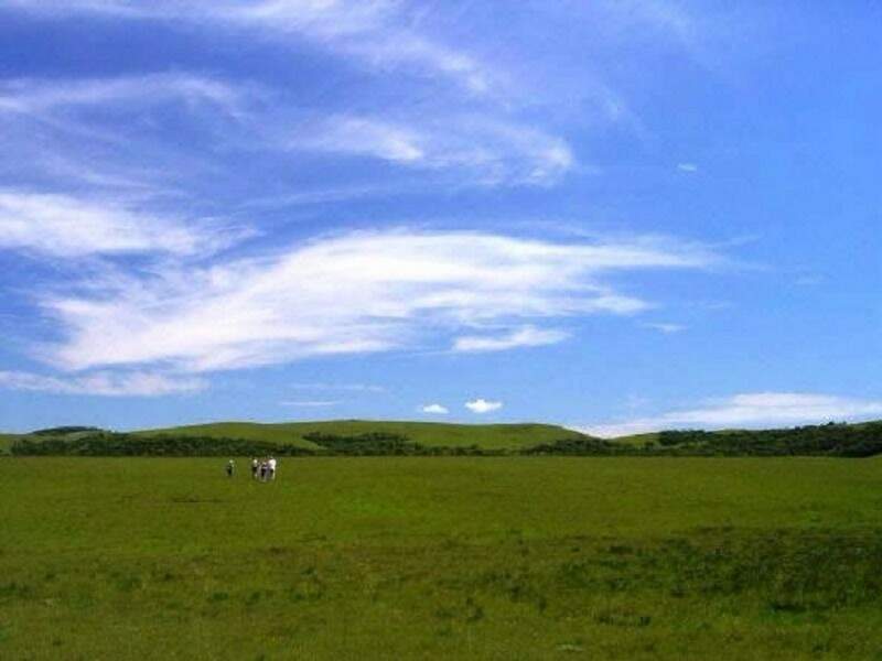 Pampa é ameaçado com rápido desaparecimento da fauna e flora